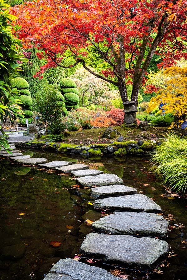 lace-leaf-japanese-maple-and-japanese-maple-acer-D5WDM95